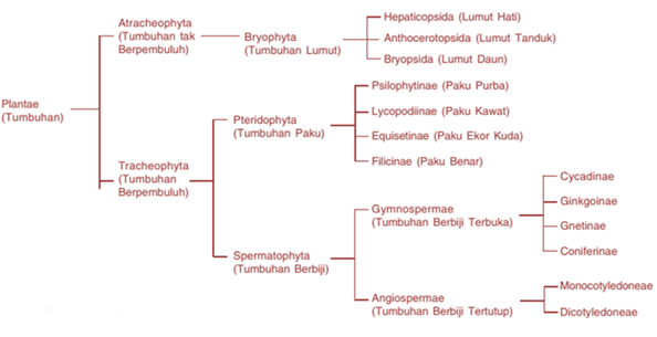 Klasifikasi Tumbuhan