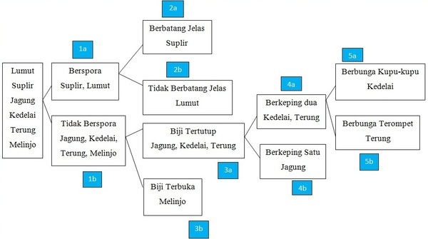 Pengelompokan Tumbuhan dan Hewan (Kunci Dikotom) - IPA SMP 