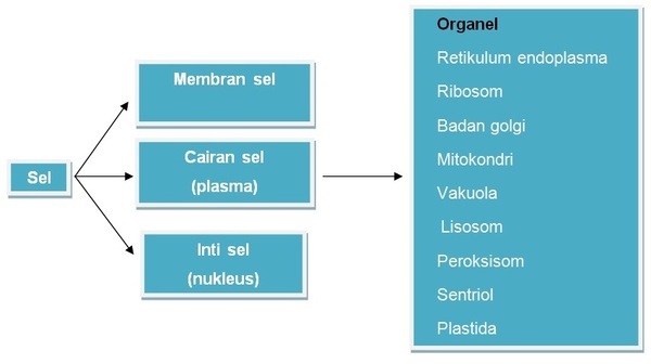 SEL SEBAGAI UNIT STRUKTUR DAN FUNGSIONAL KEHIDUPAN