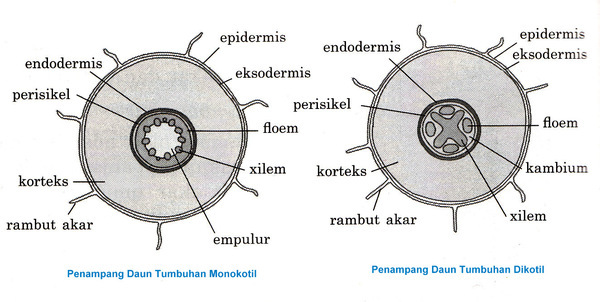 section-media