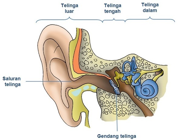 Contoh Soal Struktur Indera Pendengaran Dan Proses Mendengar Ezy Blog