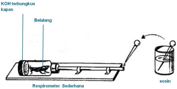  Contoh  Soal Percobaan Respirasi pada Hewan 