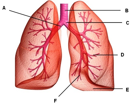 section-media