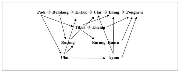 Perbedaan Rantai, Jaring-Jaring, dan Piramida Makanan 