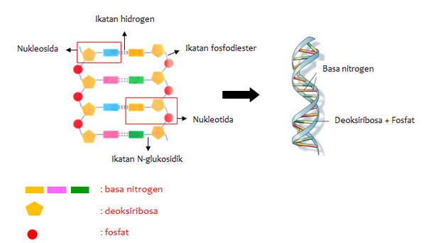 Contoh Soal Replikasi DNA Dan Kode Genetik - Anak Sekolah