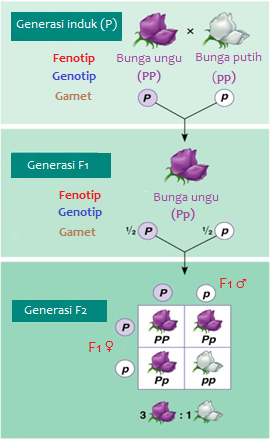 section-media