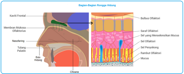 Indra Penciuman, Fungsi Hidung, dan Proses Penciuman Bau - Kosongin.com