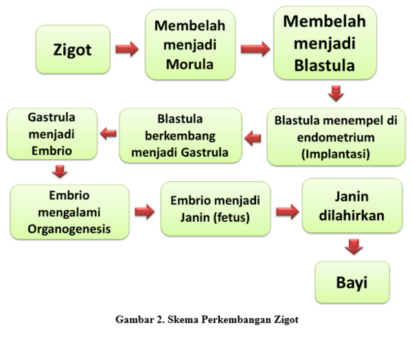 Terbentuk zigot Zigot dan