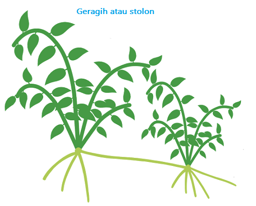 Perkembangbiakan Vegetatif dan Generatif Kosongin