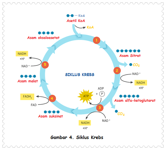 Metabolisme Karbohidrat Lemak Dan Protein Kosongin 1717